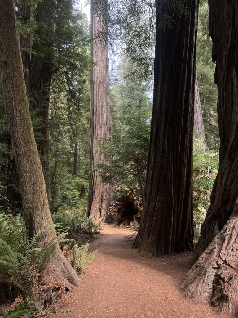 Redwood trails in the forest